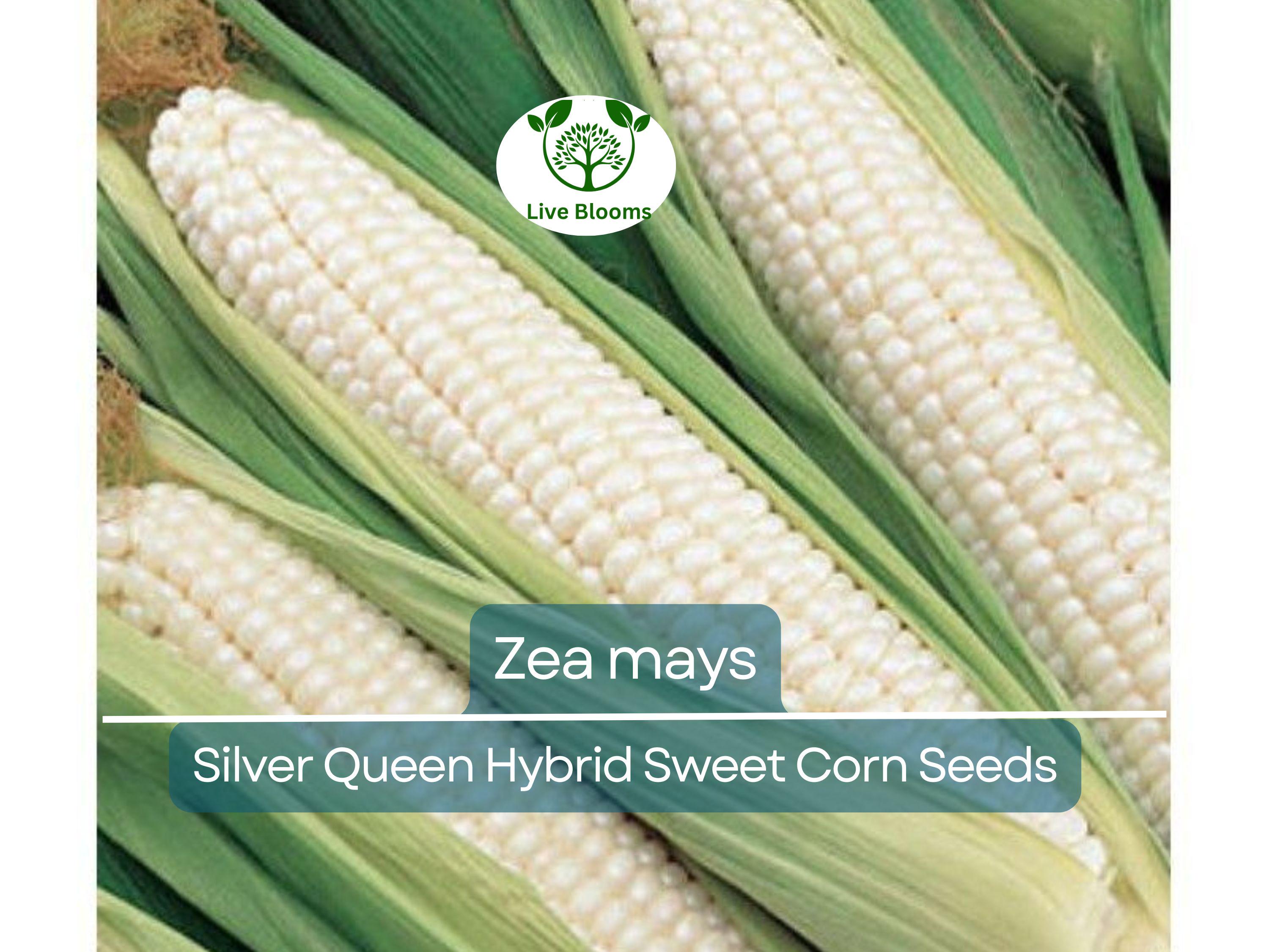 35 Seeds Corn Silver Queen Hybrid Sweet – Zea mays | Heirloom Sweet Corn for Planting, Gardening & Delicious Summer Harvests