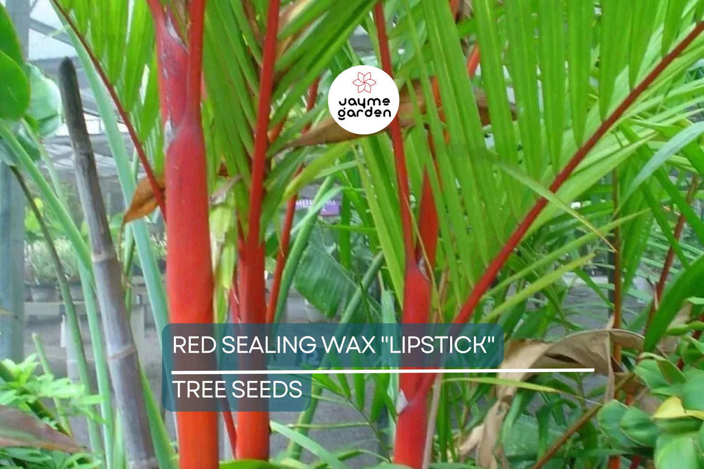 10 Red Sealing Wax "Lipstick" Palm Seeds – Cyrtostachys Renda, Rare Indoor Plant, Tropical Garden Palm