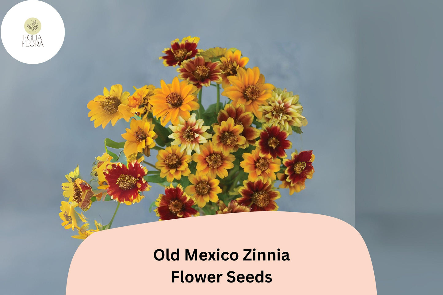 100+ Old Mexico Zinnia Seeds – Rustic Red & Gold Blooms for Garden Beds, Borders and Containers