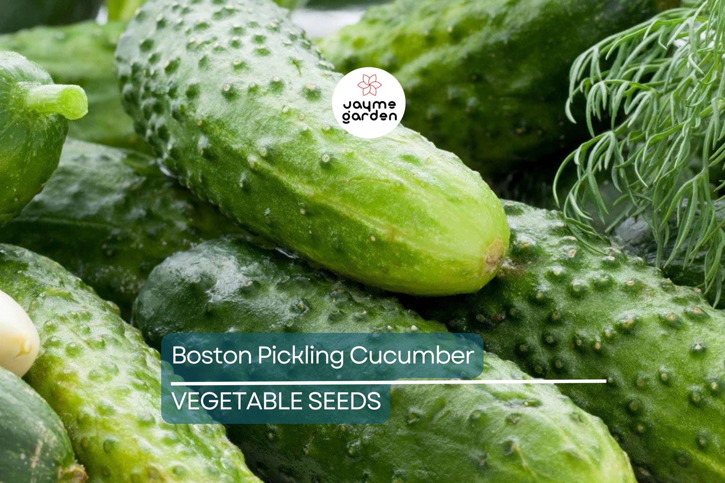 75 Boston Pickling Cucumber Seeds – Heirloom, Non-GMO, Perfect for Pickling, USA Seller