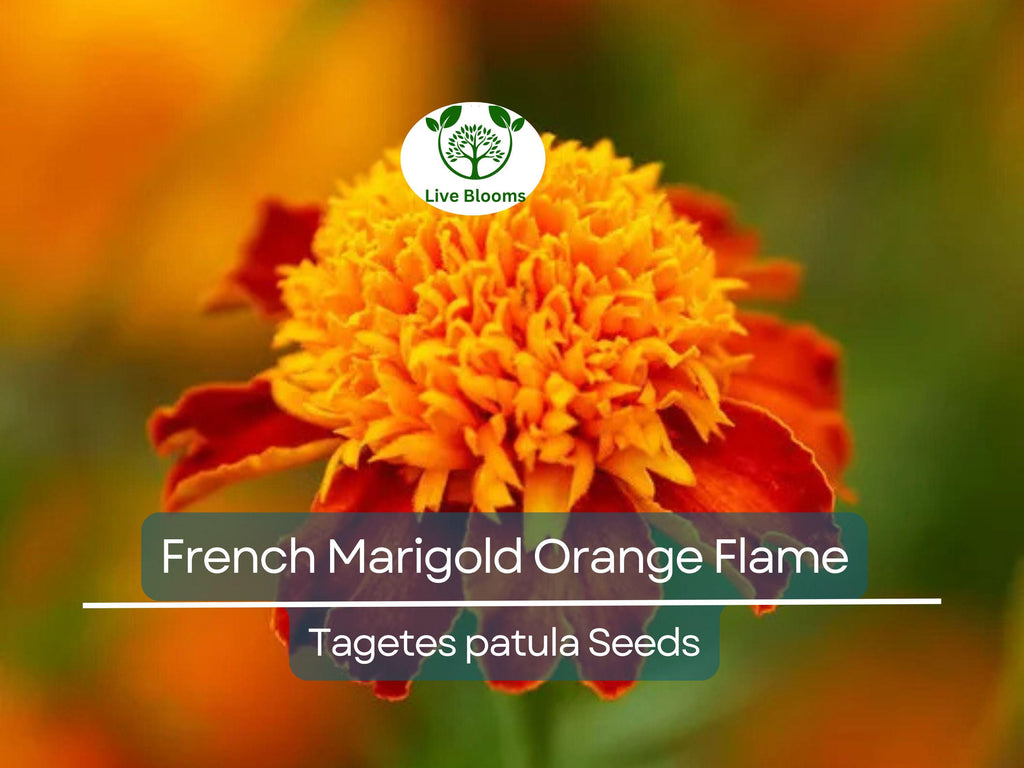 200 Seeds French Marigold Orange Flame Double Dwarf – Beneficial, Non-GMO, Bright Orange Flowers, Compact, Edible Plant