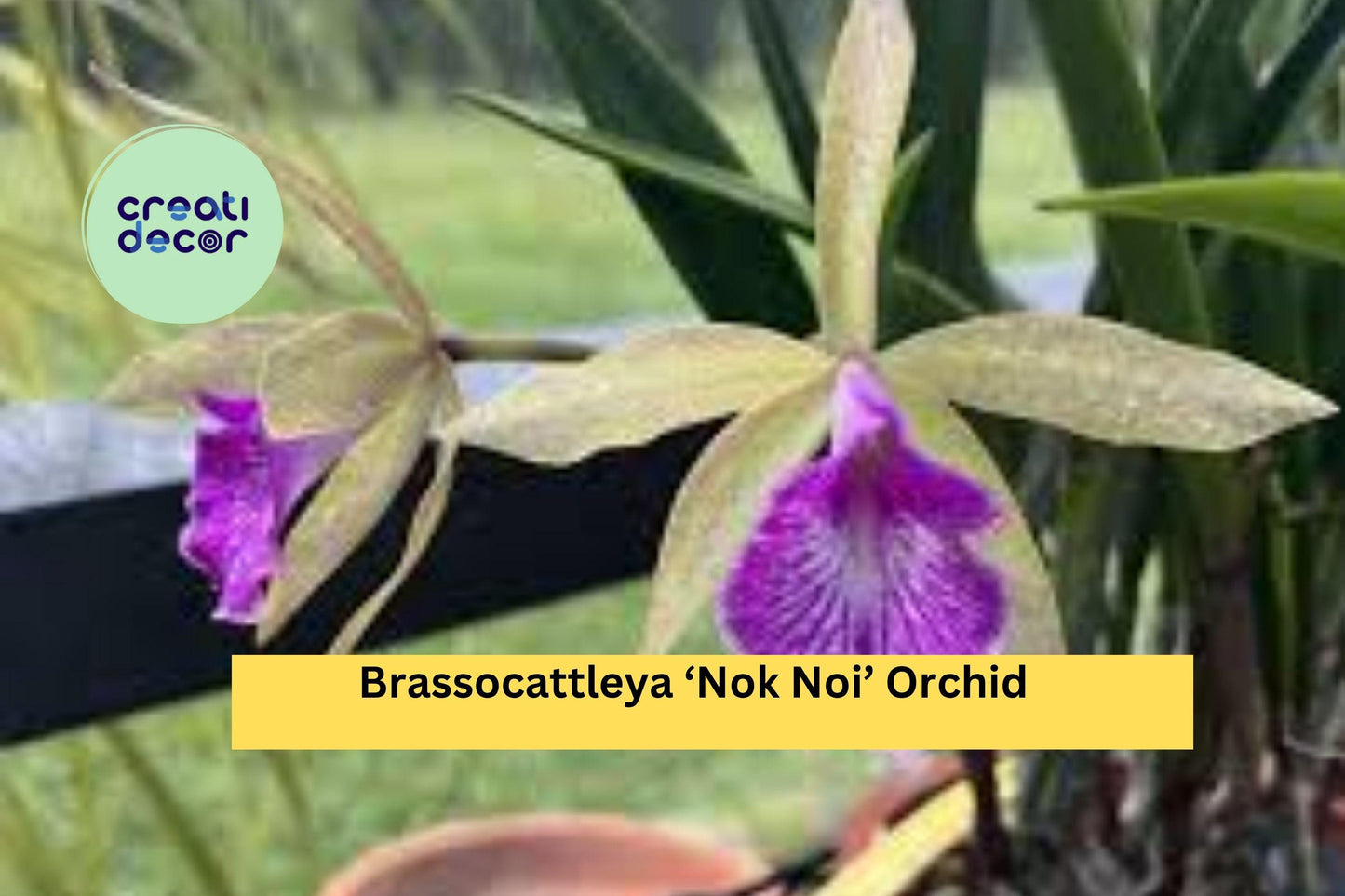 Brassocattleya ‘Nok Noi’ Orchid Plant – 4” Pot Blooming Size – Fragrant White & Pink Hybrid Orchid for Home or Greenhouse