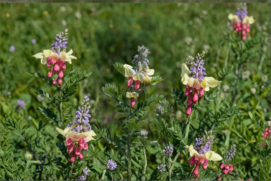 Tephrosia virginiana/Goat’s Rue – 10 Seeds | Native Prairie Perennial | Nitrogen-Fixing | Pollinator & Specialist Bee Plant