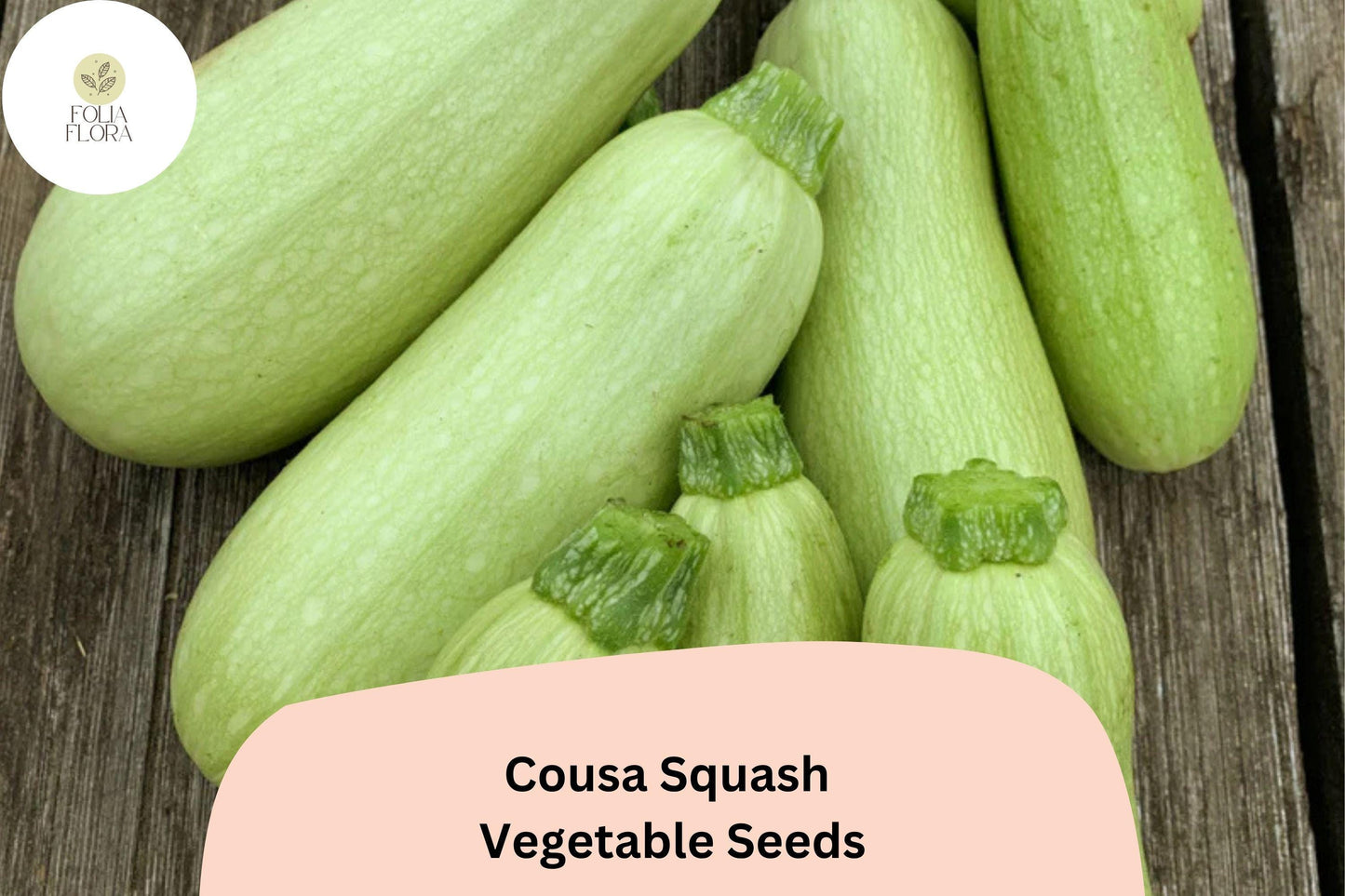 25+ Cousa Squash Seeds for Planting | Lebanese Summer Squash | Tender Heirloom Vegetable Garden Seeds