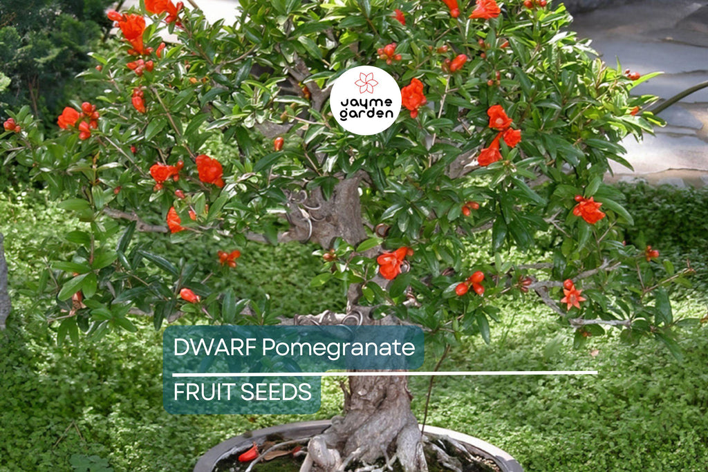 20 Dwarf Pomegranate Tree Seeds – Punica granatum "Nana", Indoor/Outdoor Fruit Plant, Bonsai Friendly