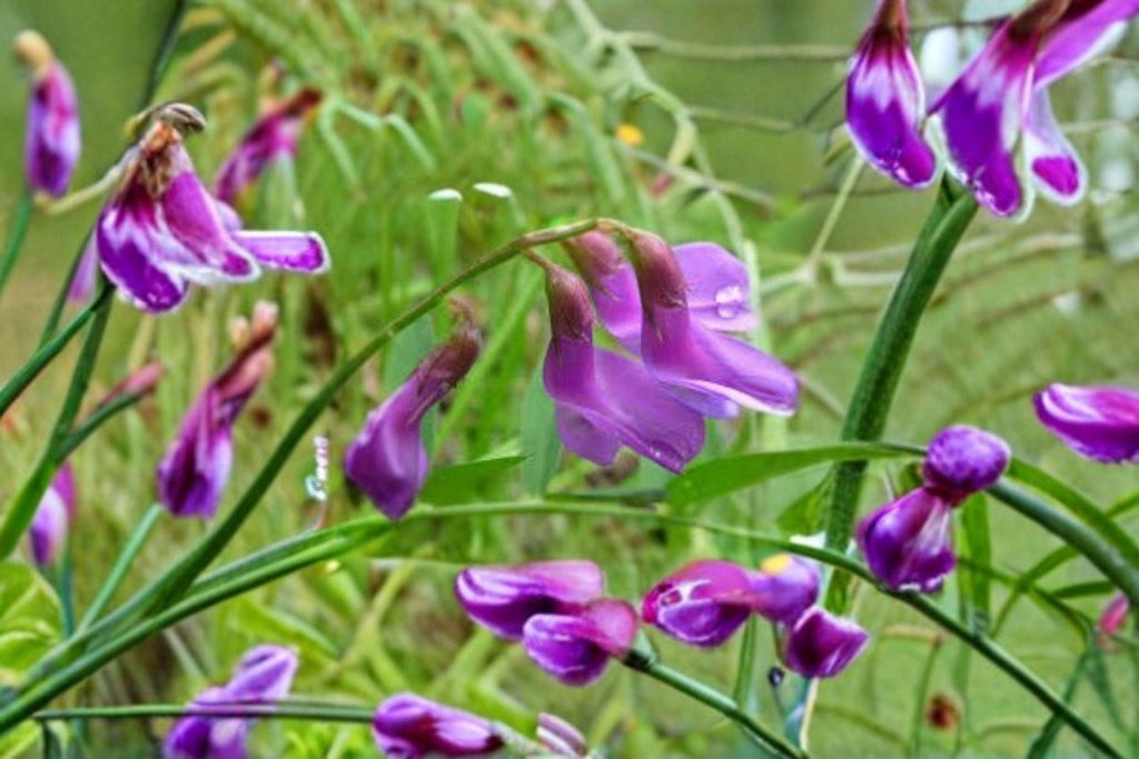 American Vetch – Vicia americana 25 Seeds | Native Nitrogen-Fixing Vine | Purple Blooms | Pollinator & Soil Builder