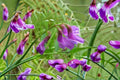American Vetch – Vicia americana 25 Seeds | Native Nitrogen-Fixing Vine | Purple Blooms | Pollinator & Soil Builder