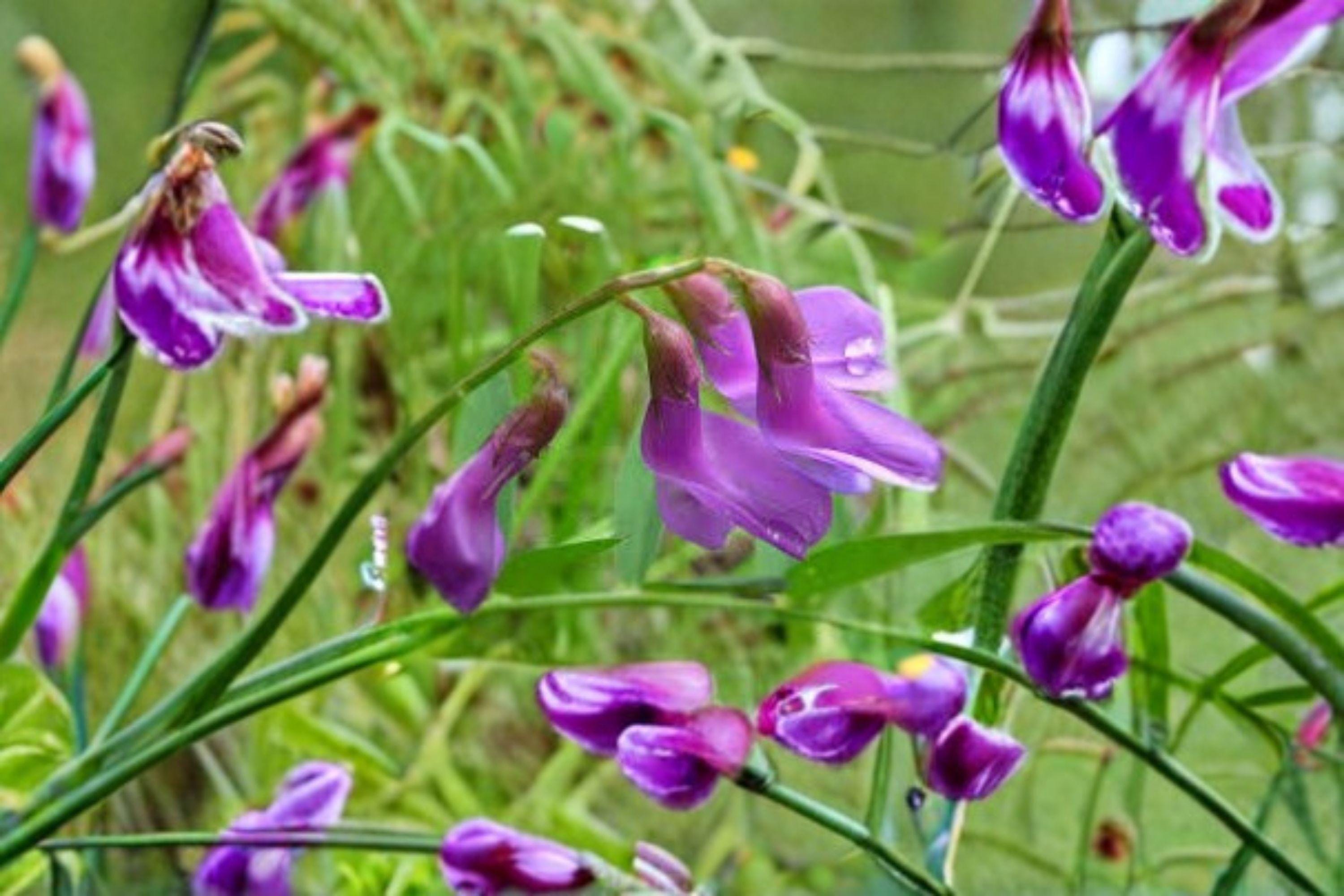 American Vetch – Vicia americana 25 Seeds | Native Nitrogen-Fixing Vine | Purple Blooms | Pollinator & Soil Builder