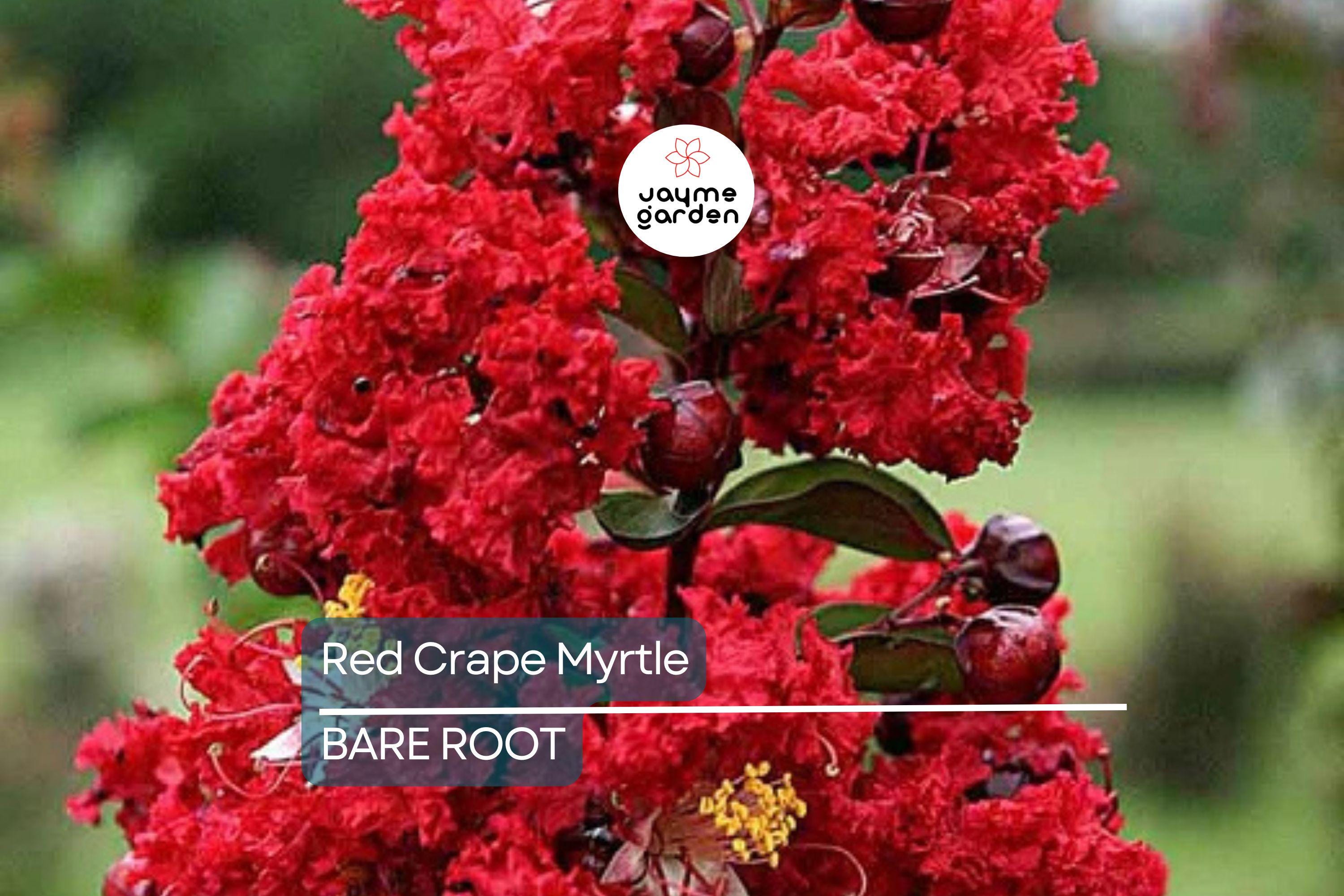 2 Red Crape Myrtle Trees 2ft | Live Bare Root Trees | Fast-Growing Red Blooms | Zones 7-9