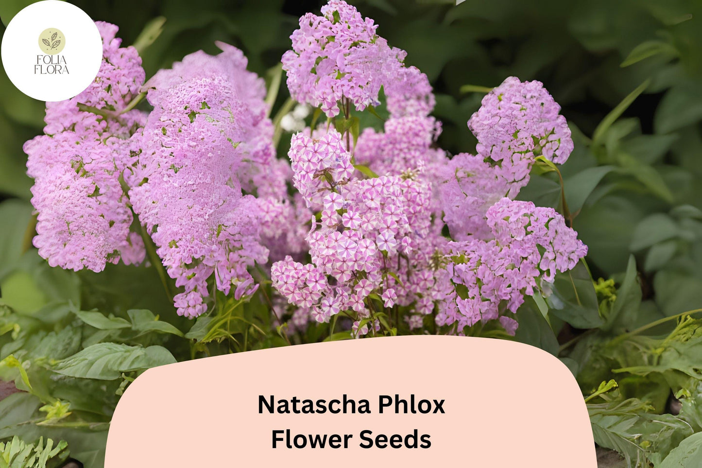 100+ Natascha Phlox Seeds – Striped Pink & White Garden Flowers, Phlox paniculata