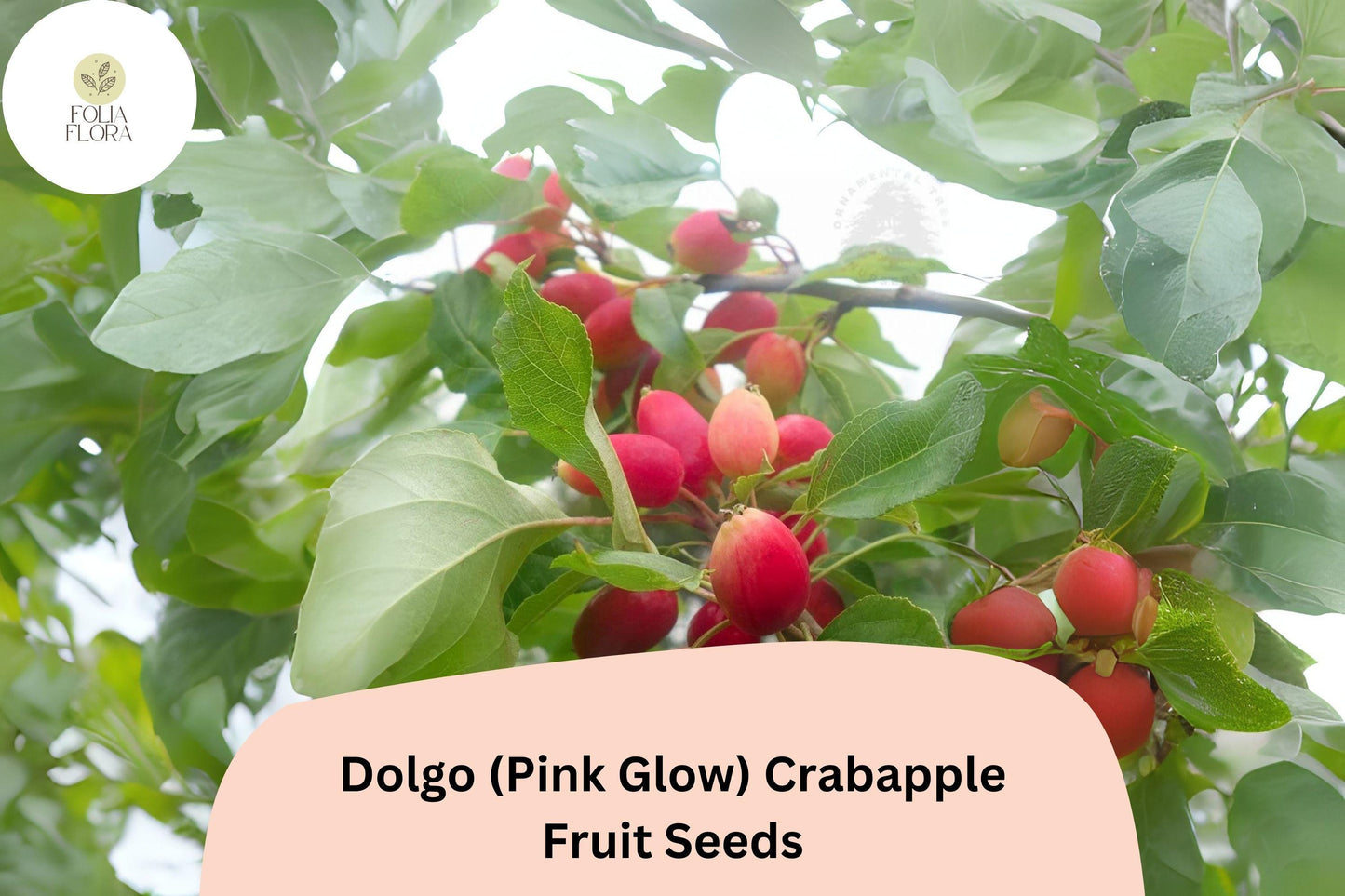 25+ Dolgo (Pink Glow) Crabapple Seeds | Malus ‘Dolgo’ Ornamental Tree | Pink Blossoms & Red Fall Fruit | Garden Planting