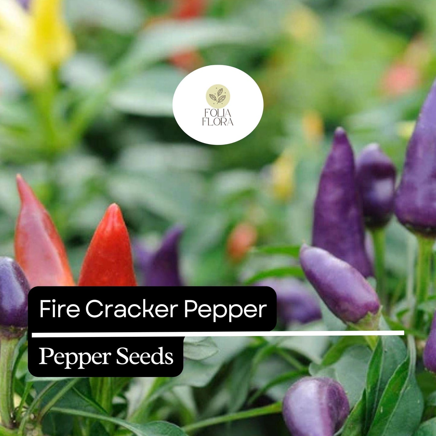 20 Firecracker Pepper Seeds – Extra Spicy, Heirloom, Non-GMO, High Yield, Easy to Grow