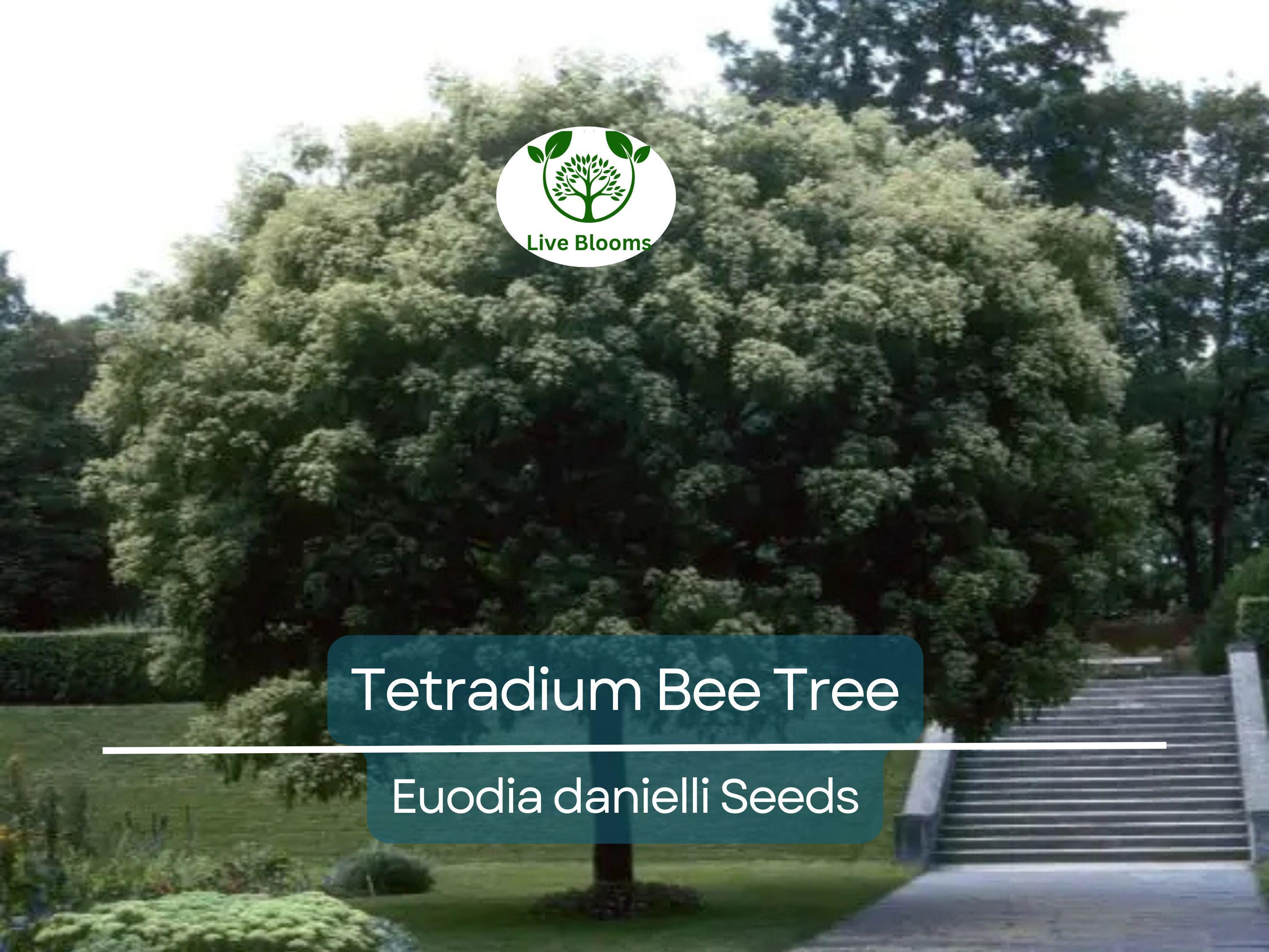 20 BEE TREE SEEDS (Euodia danielli) | Tetradium, Rare, Superior Honey, Pollinator-Friendly Tree, Attract Bees, Fast-Growing