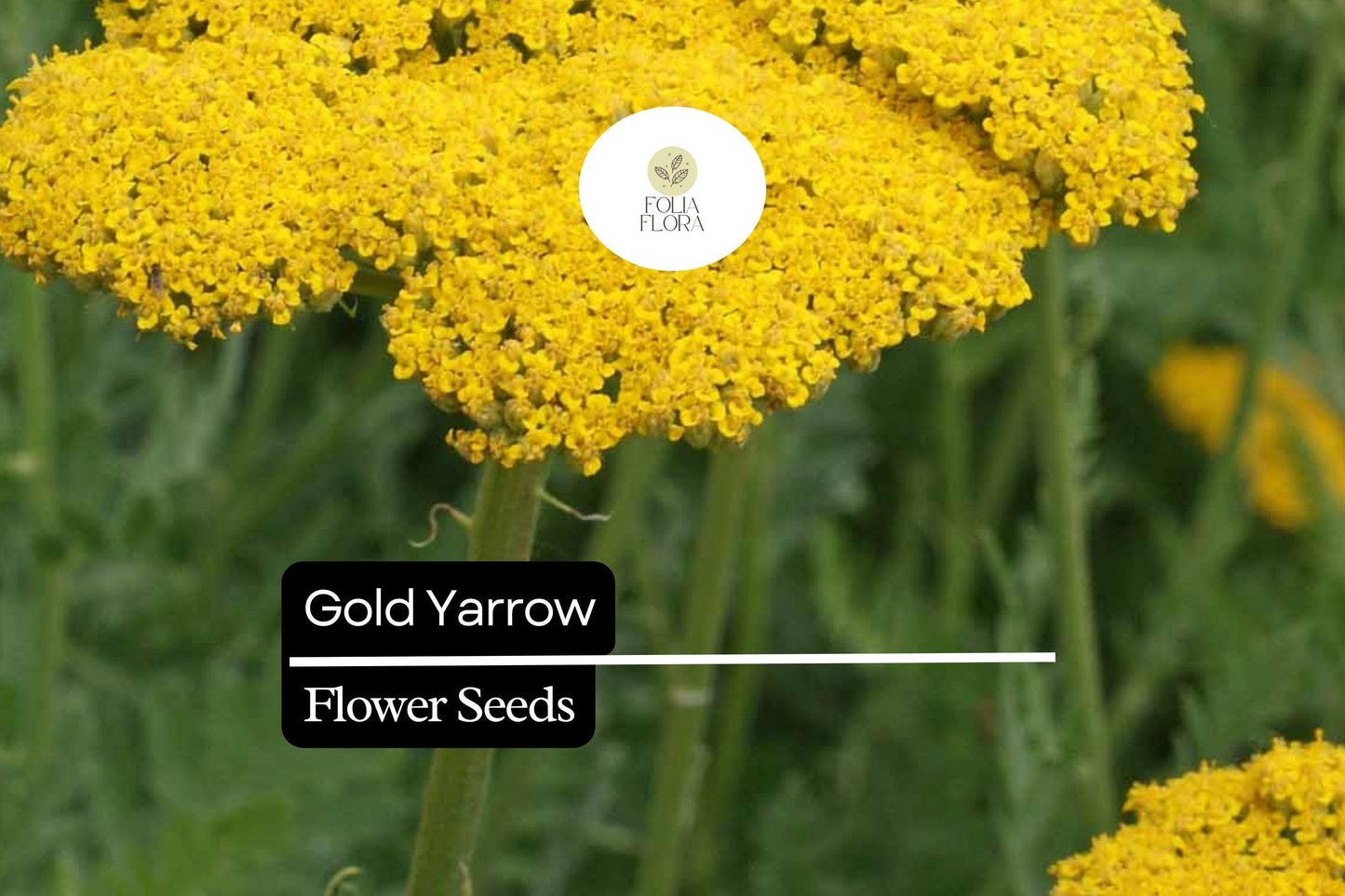 Gold Yarrow (Achillea filipendulina) | 500 - 10,000 Seeds – Drought-Tolerant, Pollinator-Friendly Flower