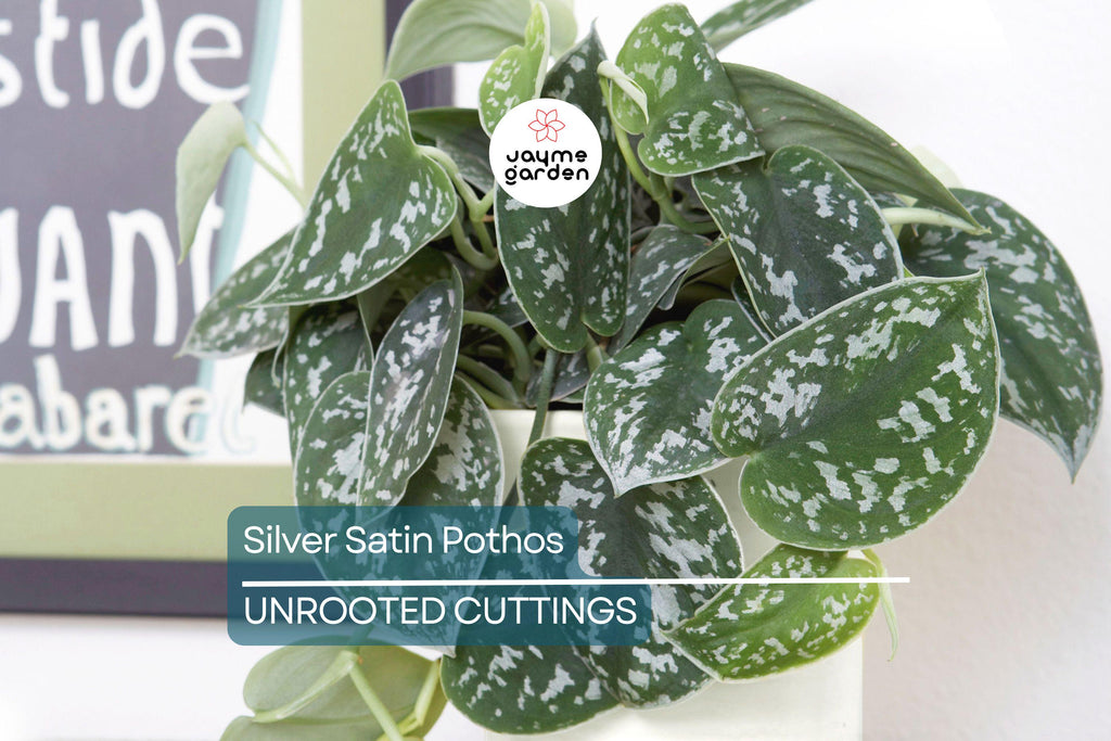 Silver Satin Pothos Cutting | Scindapsus Pictus Houseplant | 2-Node Fresh Cutting for Easy Propagation