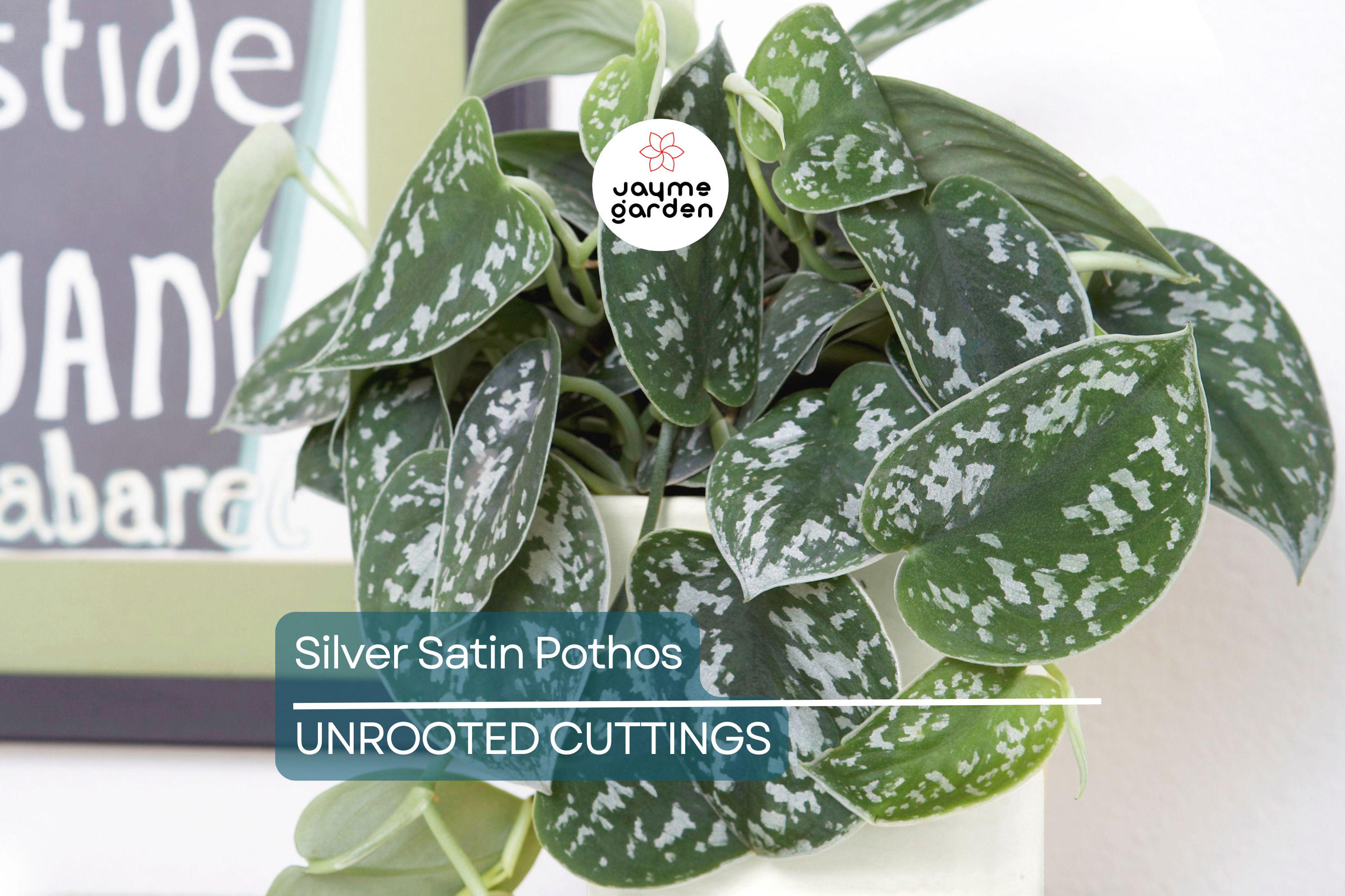 Silver Satin Pothos Cutting | Scindapsus Pictus Houseplant | 2-Node Fresh Cutting for Easy Propagation