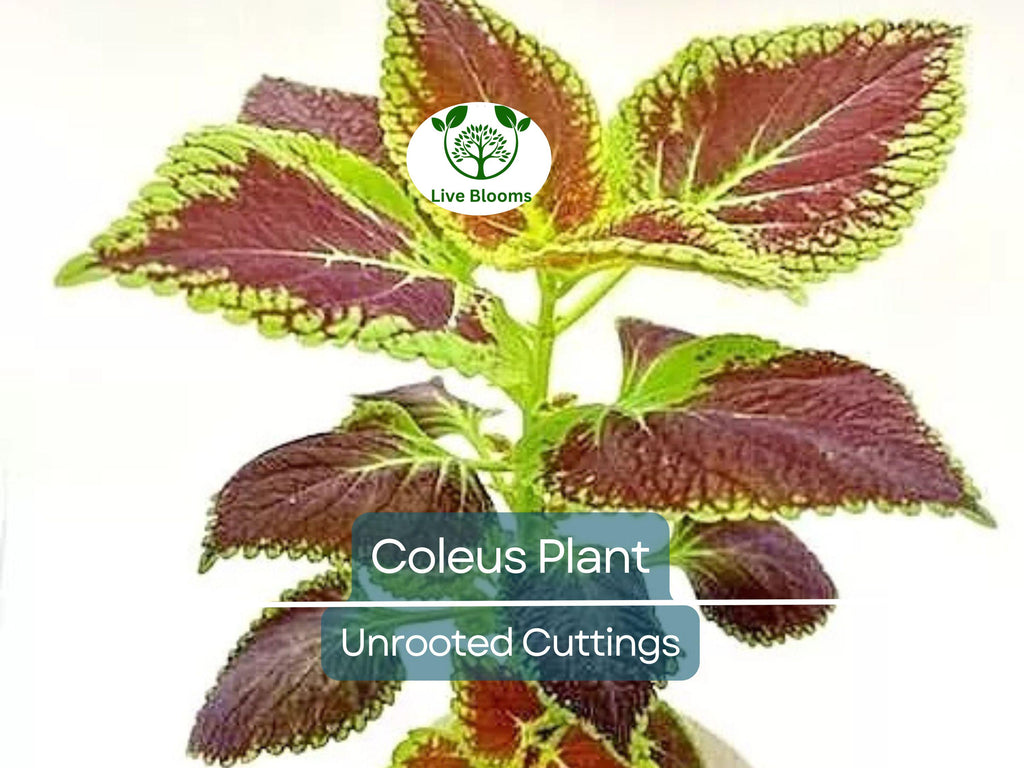 10 Coleus Unrooted Cuttings 2-6" Mixed Colors & Patterns - Easy to Root, Tropical Shade Plant, for Gardens and Containers, Vibrant Foliage