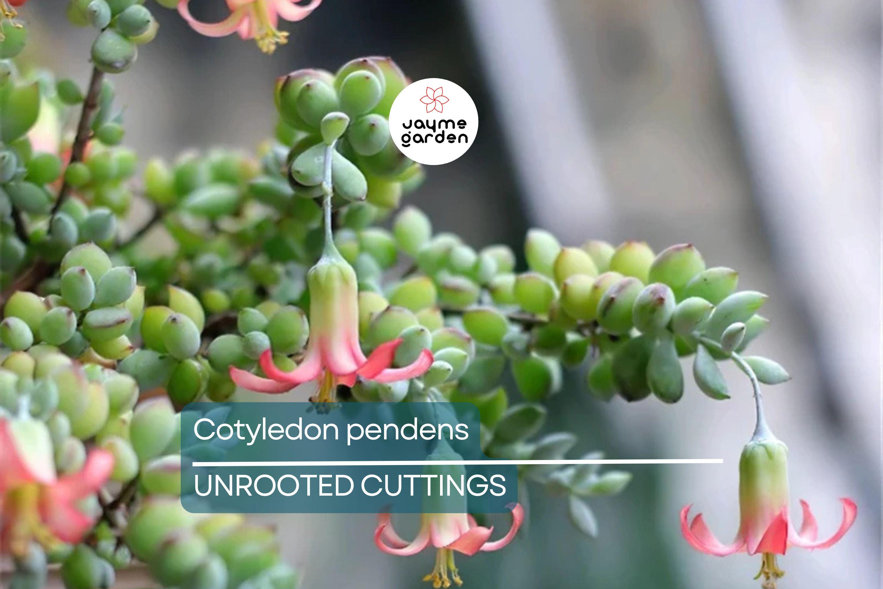4 Unrooted Cotyledon Pendens Succulent Cuttings - 3-4" Long - Rare & Beautiful!