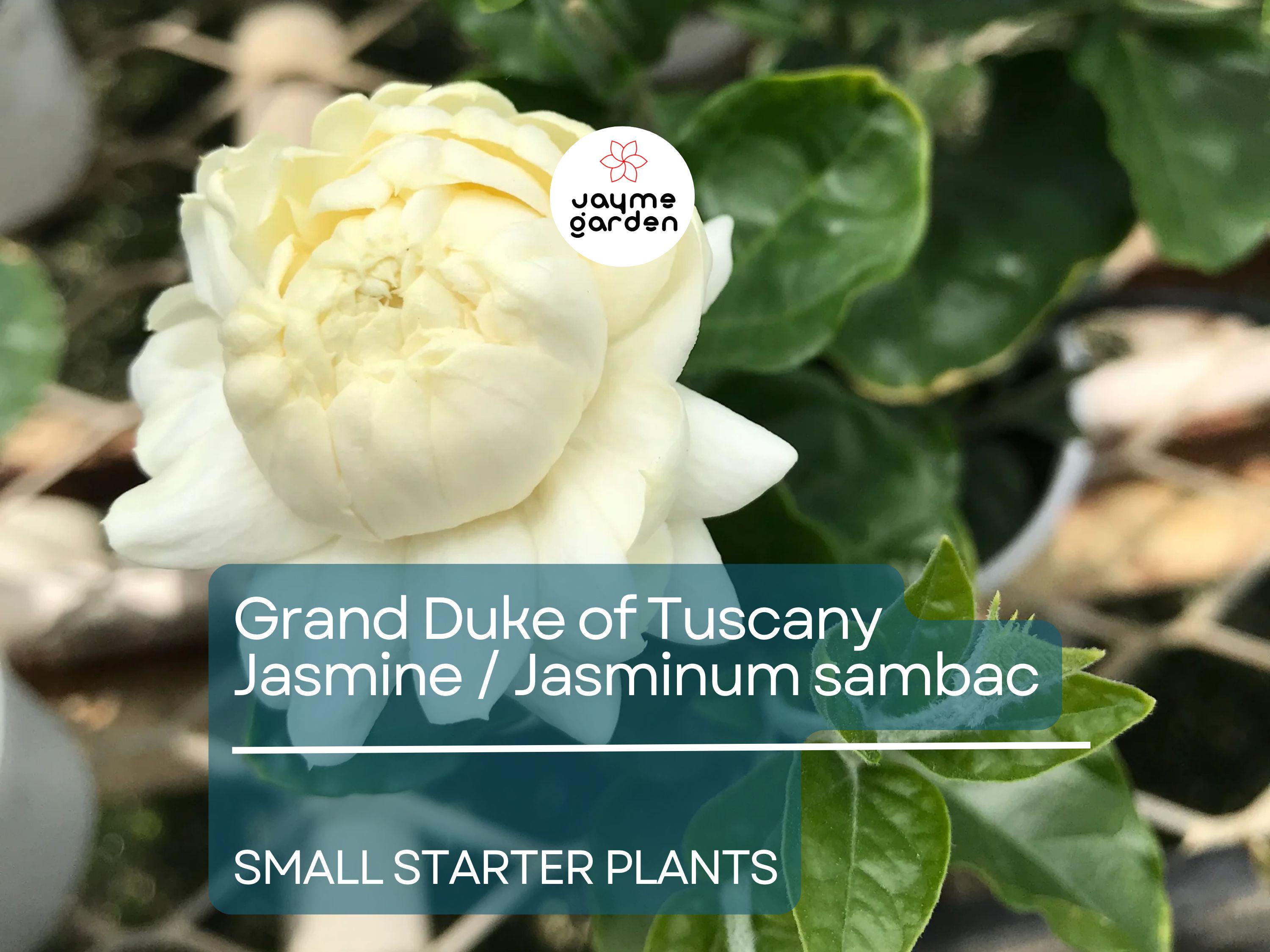 1 Starter Plant of Grand Duke of Tuscany Jasmine  - Live Bare Root, 2-5 Inches Tall - Super Fragrant Flowers for Indoor or Outdoor Gardens