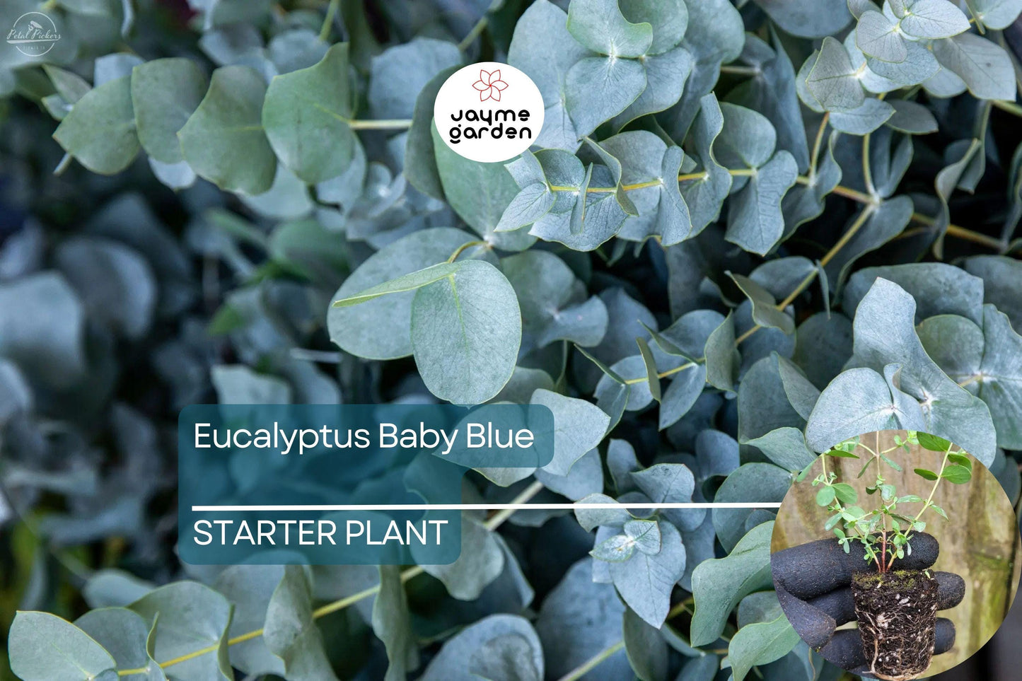 Eucalyptus Baby Blue Starter Plant | Live Rooted Plug | Compact Silver Dollar Variety | Aromatic Foliage & Creamy Blooms