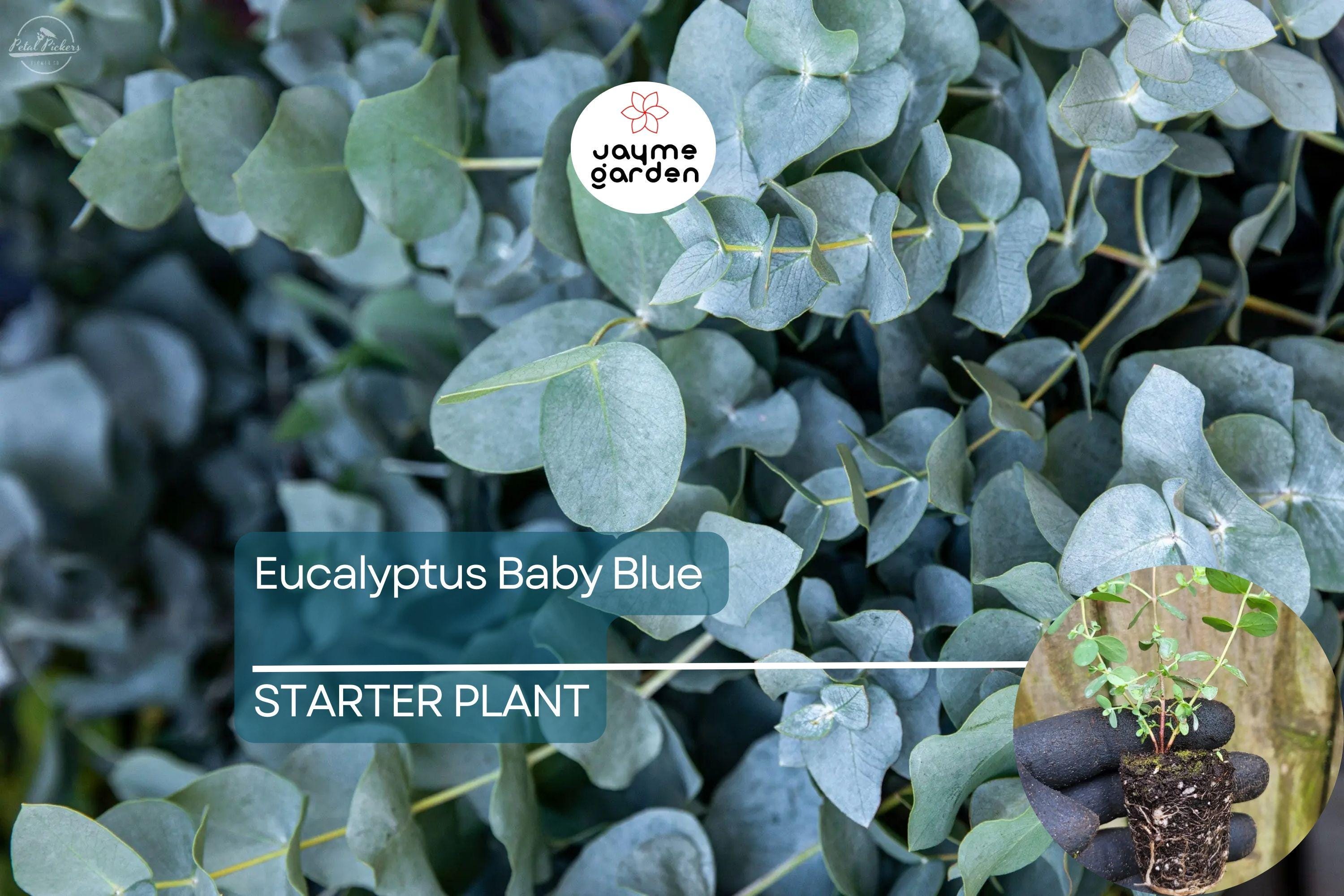 Eucalyptus Baby Blue Starter Plant | Live Rooted Plug | Compact Silver Dollar Variety | Aromatic Foliage & Creamy Blooms