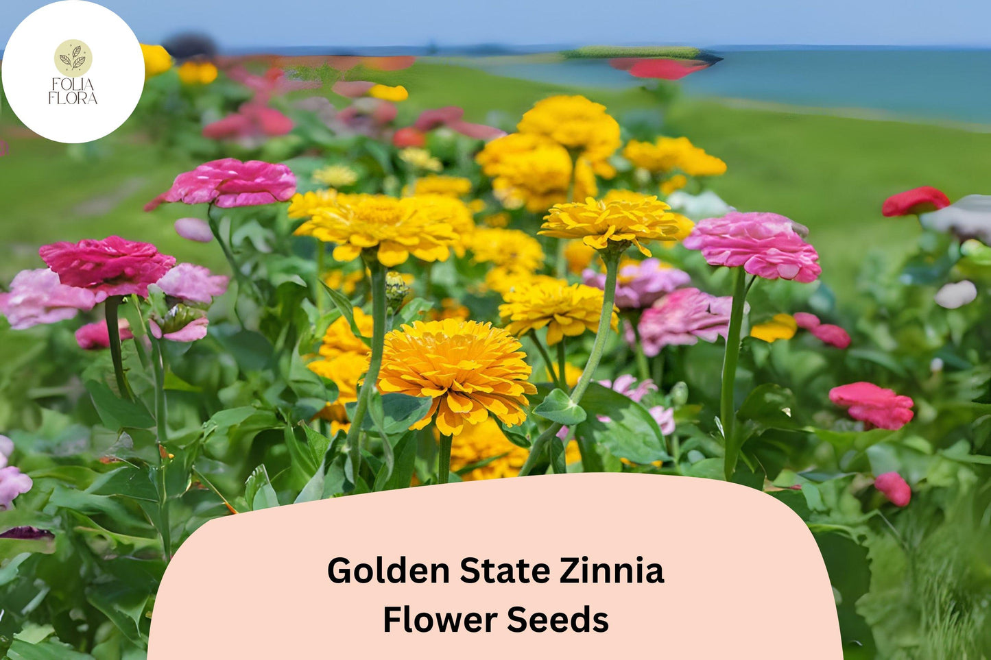 100+ Golden State Zinnia Seeds – Bright Golden Blooms for Pollinator & Summer Flower Gardens