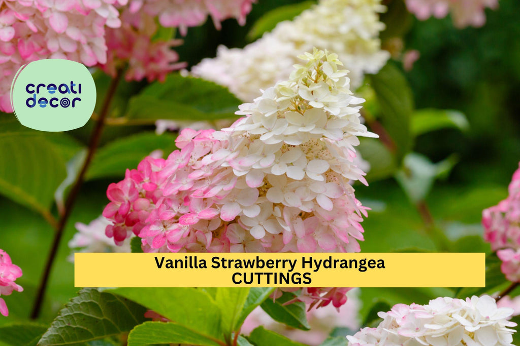 6 Vanilla Strawberry Hydrangea Cuttings | 4 + 2 Bonus Unrooted Stems | Panicle Flowering Shrub/Tree | Stunning Pink-White Blooms