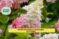 6 Vanilla Strawberry Hydrangea Cuttings | 4 + 2 Bonus Unrooted Stems | Panicle Flowering Shrub/Tree | Stunning Pink-White Blooms