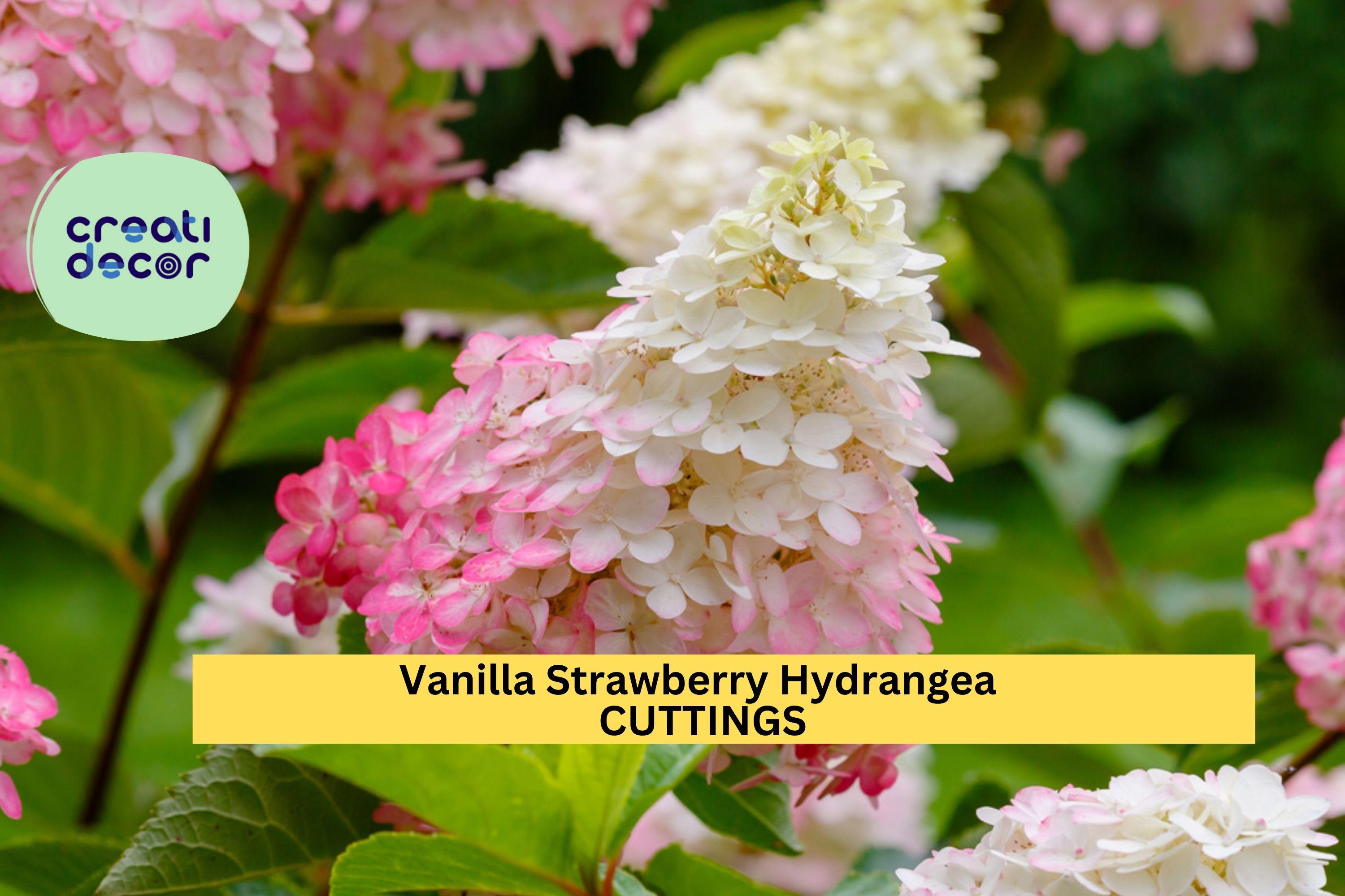 6 Vanilla Strawberry Hydrangea Cuttings | 4 + 2 Bonus Unrooted Stems | Panicle Flowering Shrub/Tree | Stunning Pink-White Blooms