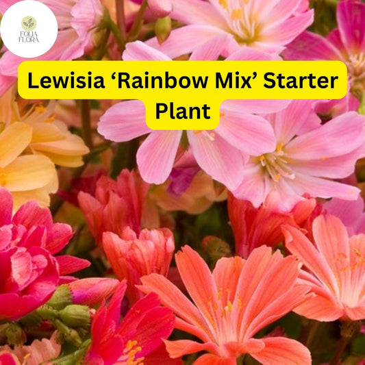 1 Live Starter Plant Lewisia ‘Rainbow Mix’, Hardy Succulent, Colorful Blooms