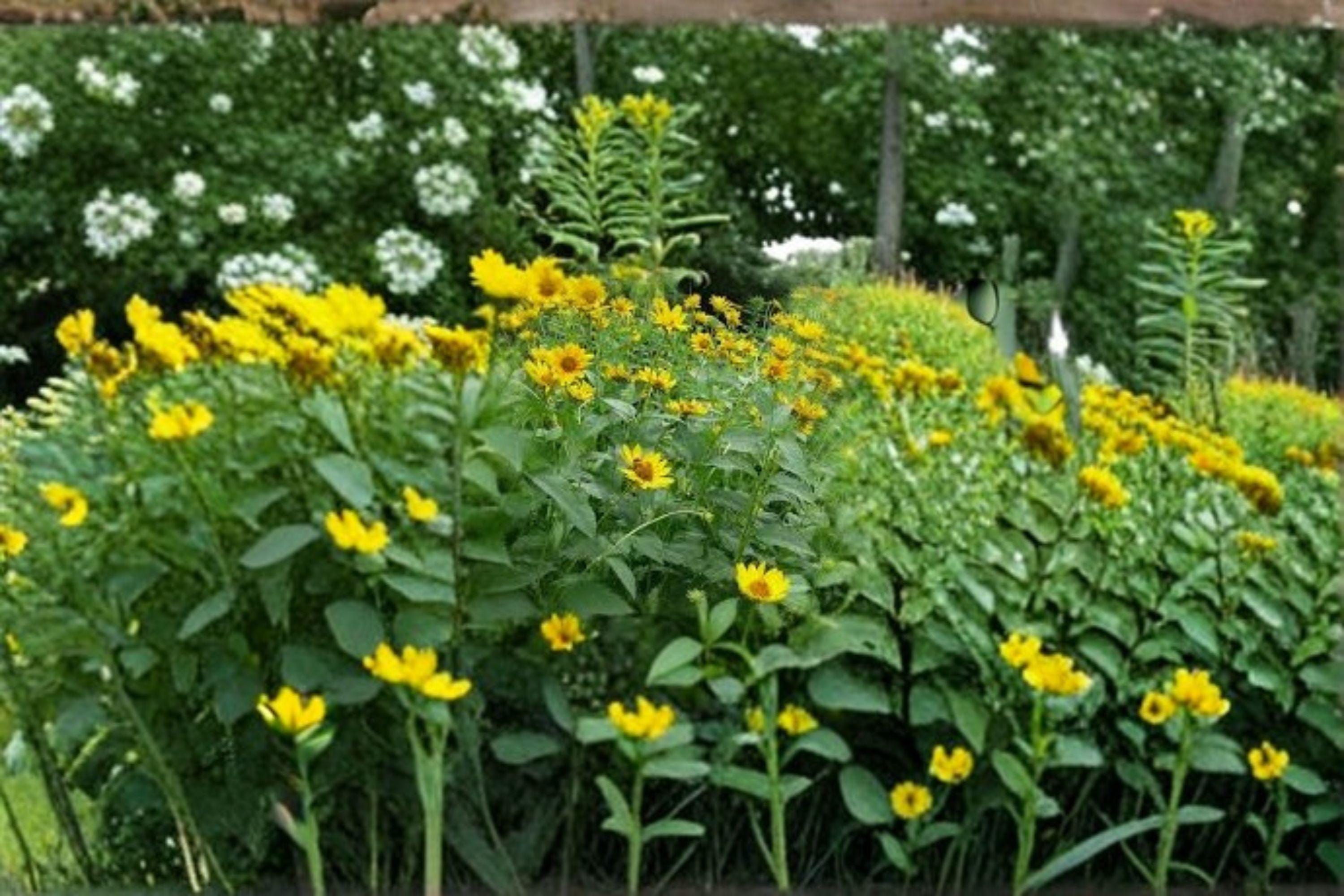 Early Sunflower – Flowering Plant 100 Seeds | Fast-Blooming Sunflower | Bright Yellow Flowers | Great for Cut & Pollinators