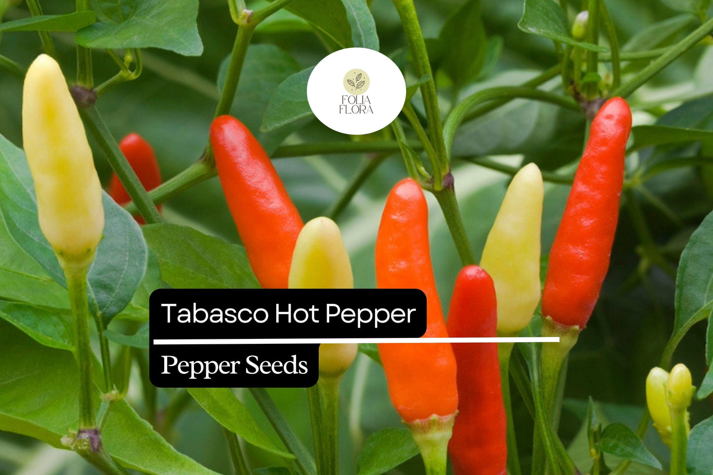 250mg Tabasco Hot Pepper Seeds Capsicum frutescens | Medium-Hot Heirloom, Non-GMO, Ideal for Sauces, Pickling & Fresh Cooking