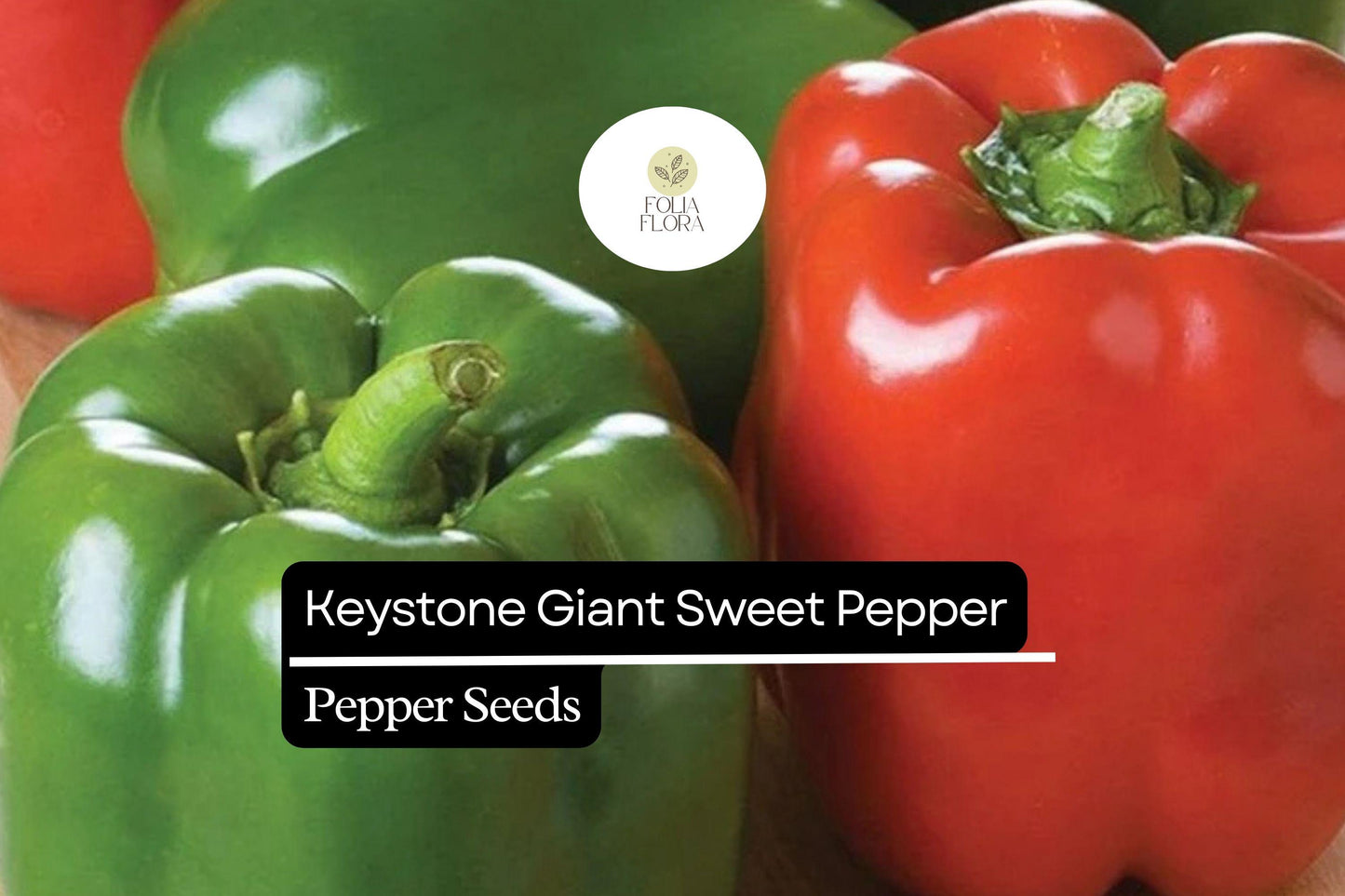 25 Keystone Giant Sweet Pepper Seeds – Capsicum annuum – Large, Thick-Walled, High-Yielding, Perfect for Stuffing & Fresh Eating, Non-GMO