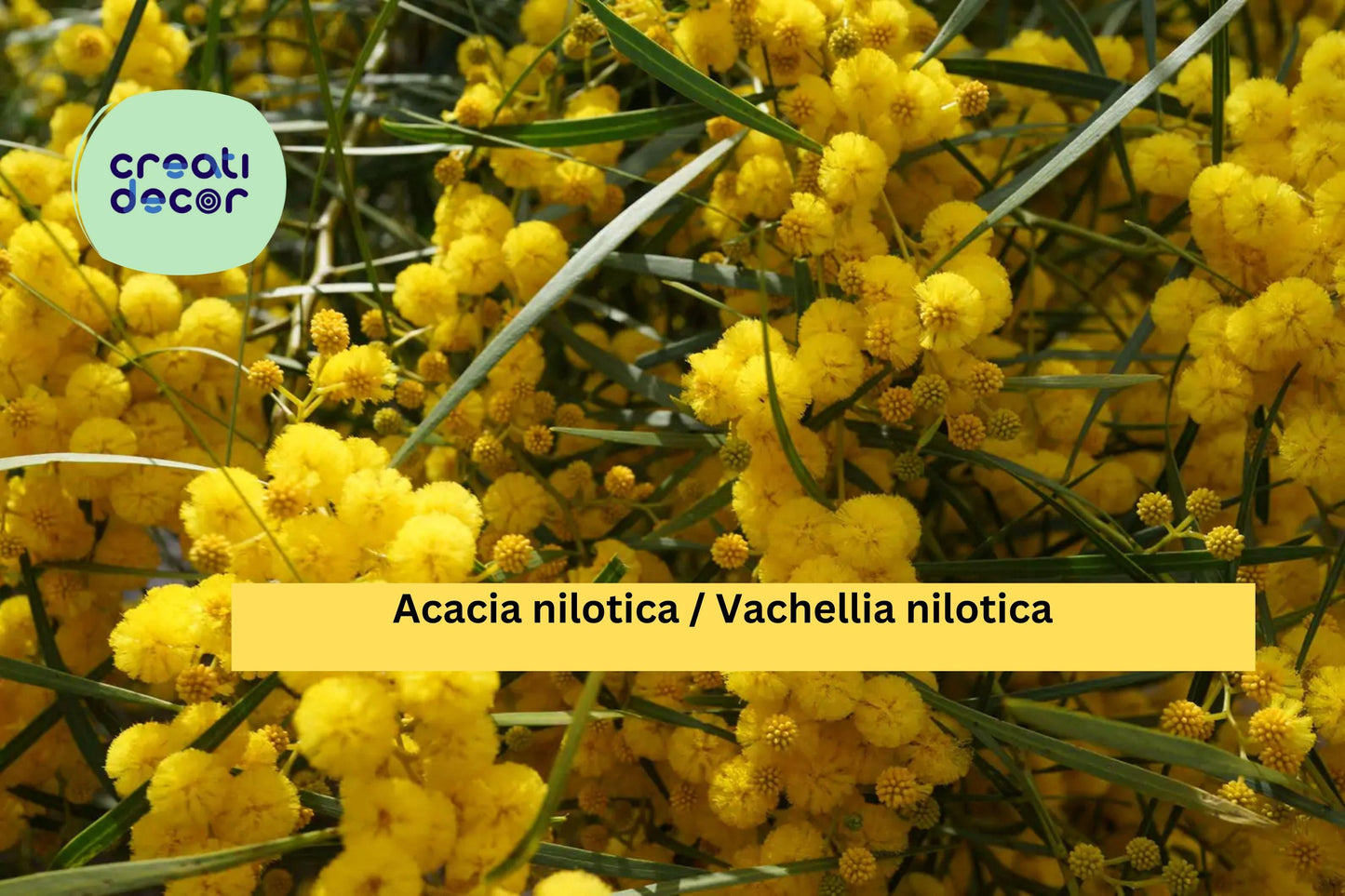 Acacia nilotica Seeds (Vachellia) – 5 Gum Arabic Tree Seeds | Drought-Tolerant | Thorny Acacia | Exotic Bonsai or Ornamental Tree
