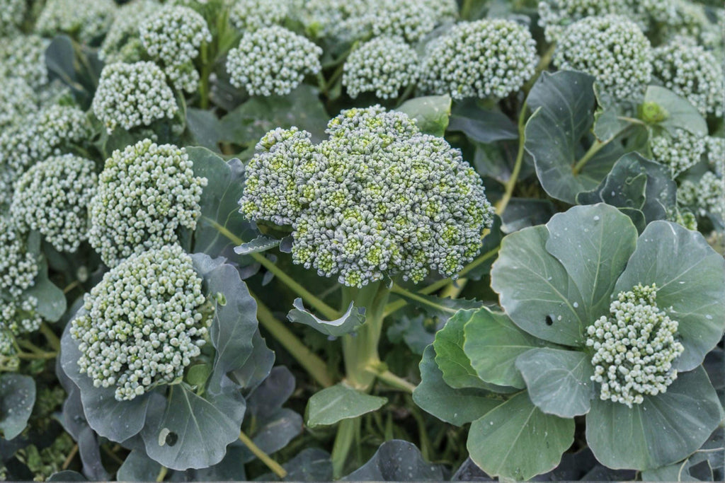 Broccoli – Waltham 29 300 Seeds | Cold-Hardy Heirloom | Large Heads | Reliable Fall & Spring Broccoli