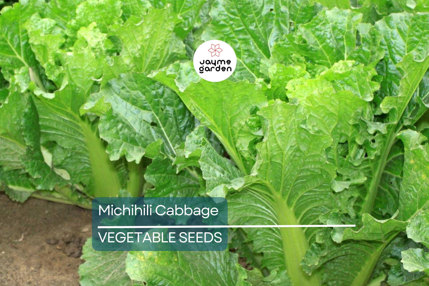1000 Michihili Cabbage Seeds – Non-GMO, Heirloom Chinese Napa Cabbage | USA Seller, Free Shipping