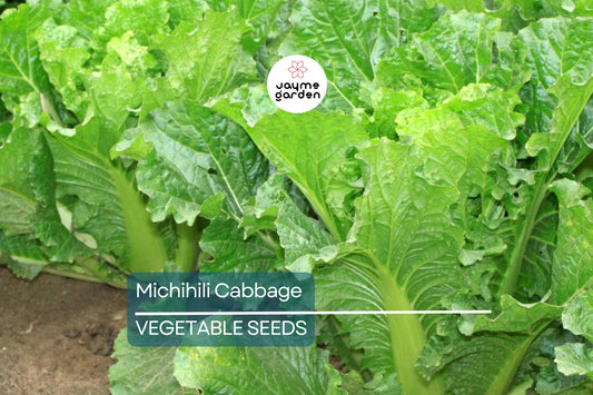 1000 Michihili Cabbage Seeds – Non-GMO, Heirloom Chinese Napa Cabbage | USA Seller, Free Shipping
