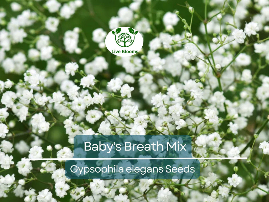 1000 Seeds Baby's Breath MIXED COLORS, Non-GMO Heirloom, Hummingbird Pollinators, Delicate White & Pink Blooms, Perfect for Gardens