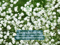 1000 Seeds Baby's Breath MIXED COLORS, Non-GMO Heirloom, Hummingbird Pollinators, Delicate White & Pink Blooms, Perfect for Gardens