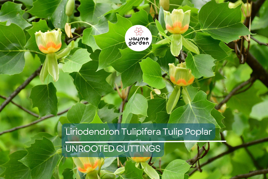 Tulip Poplar Tree Cuttings - 7 Live 12" Cuttings, Fast-Growing, Yellow Flowers, USDA Zones 4-9, Perfect for Shade or Street Trees