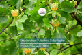 Tulip Poplar Tree Cuttings - 7 Live 12" Cuttings, Fast-Growing, Yellow Flowers, USDA Zones 4-9, Perfect for Shade or Street Trees