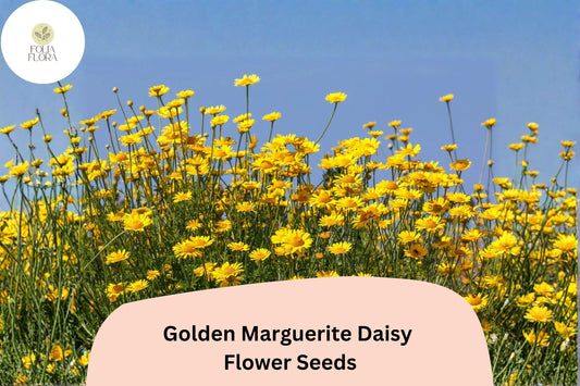 200+ Golden Marguerite Daisy Seeds | Anthemis tinctoria | Yellow Perennial Blooms | Pollinator Garden Flowers
