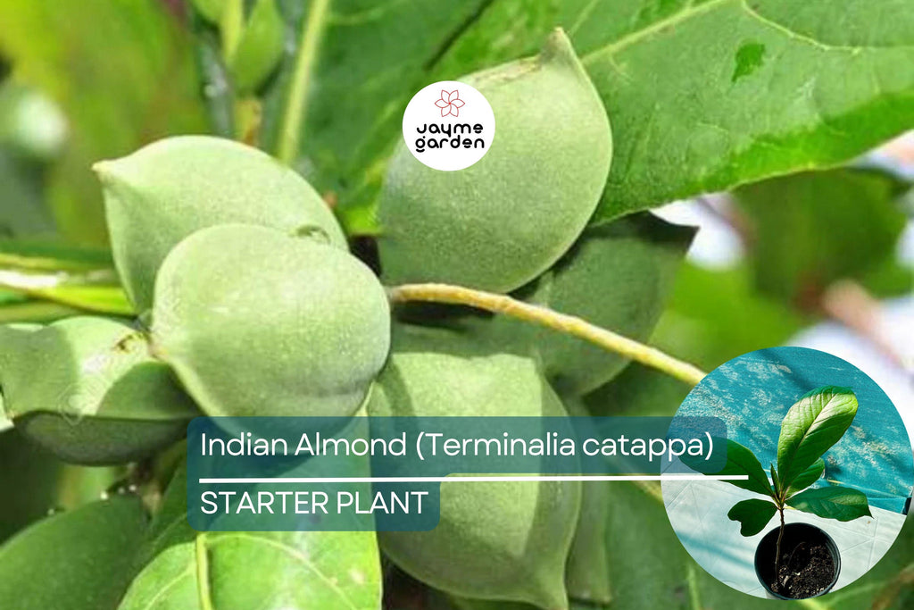 Indian Almond Tree 10" Tall - Live Terminalia catappa Nut Tree | Tropical Soft-Shell Edible Seed Tree for Shade & Coastal Landscaping