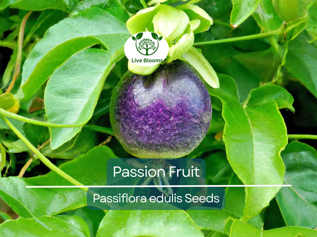 10 Purple Edulis Passion Fruit Seeds | Edible Passionfruit Vine, Fast Growing, Delicious Fruit, Tropical & Hardy