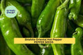 3pcs of 250mg Shishito Oriental Hot Pepper Seeds – Mild & Flavorful Asian Chili – Productive Garden Seeds for Planting