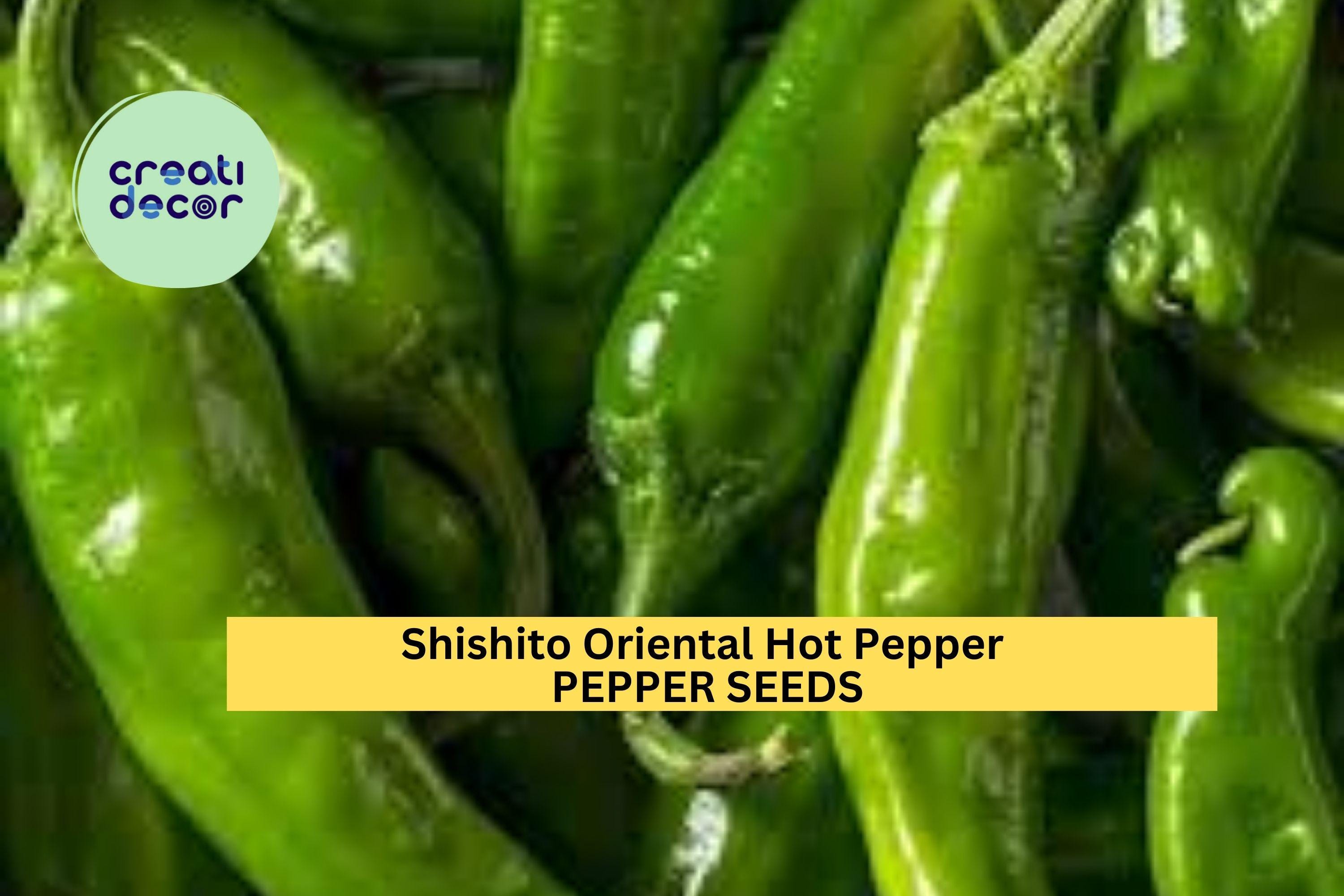 3pcs of 250mg Shishito Oriental Hot Pepper Seeds – Mild & Flavorful Asian Chili – Productive Garden Seeds for Planting