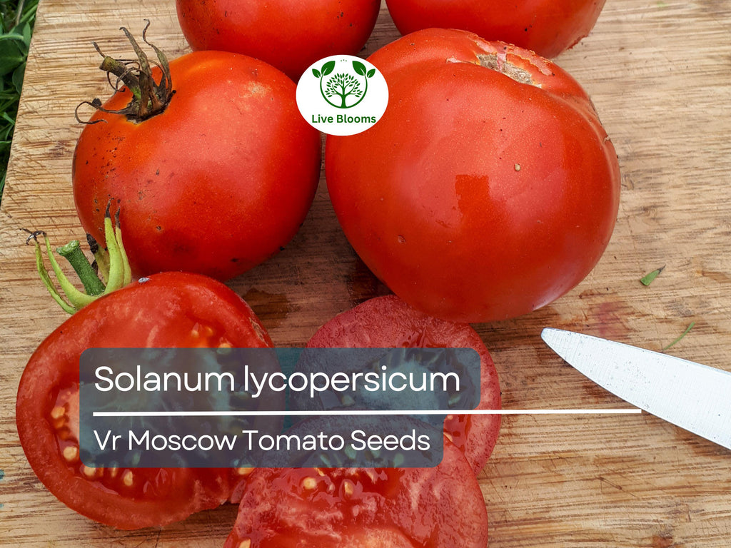 100 mg VR Moscow Tomato Seeds - Solanum lycopersicum | Heirloom Disease-Resistant Tomato for Planting, Gardening & Slicing