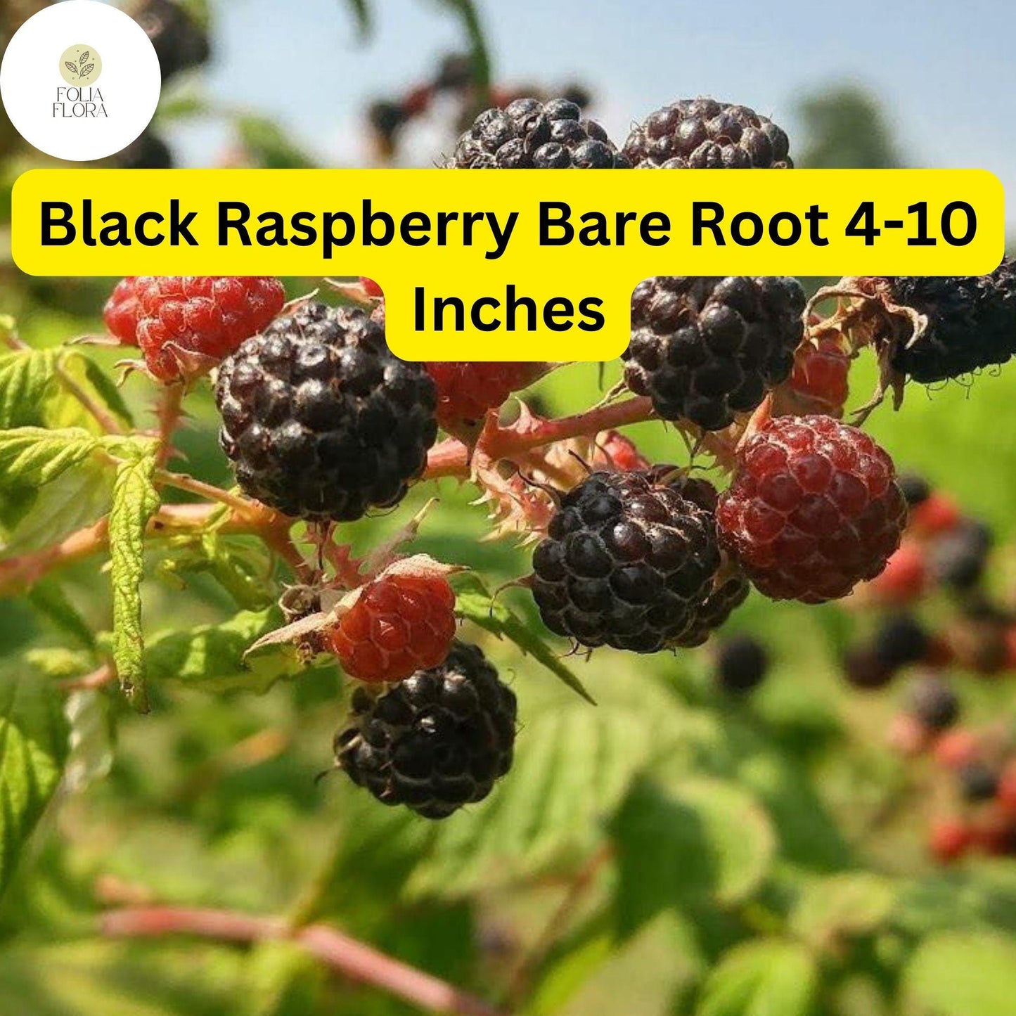 10 Bare Root Starter Plants Black Raspberry Plant, Mysore Rubus niveus, Perennial