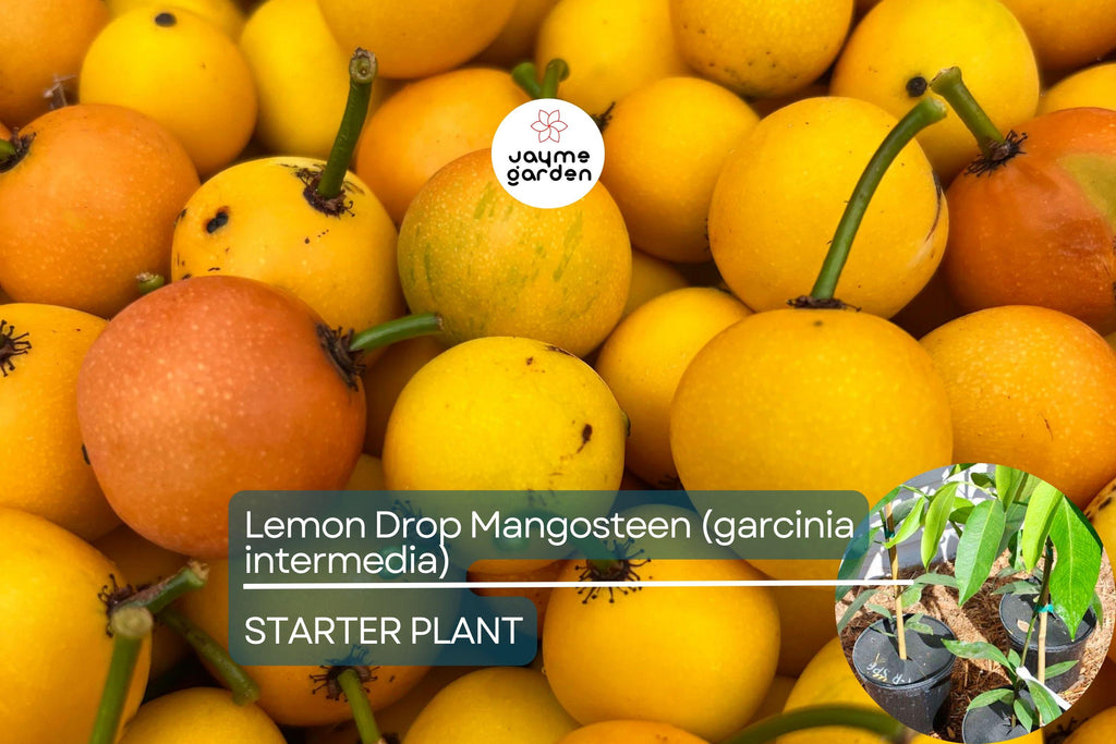 1 Lemon Drop Mangosteen Tree (Garcinia intermedia) Live Starter Plant 3″-12″ - Tangy Tropical Fruit for Gardens & Culinary Creations