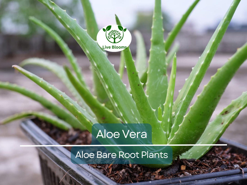 2 Organic Aloe Vera Plants – Live Bare Rooted – Succulent – Easy Care & Ready to Plant – Heirloom, Healthy Roots